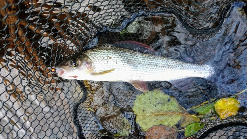 Monnow grayling - RG from Old Sodbury
